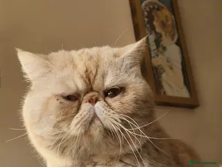 Exotic cats Lucius for stud - Advert 7