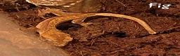 Gecko reptiles for sale: 2x Juvenile Crested Geckos  - Advert 5