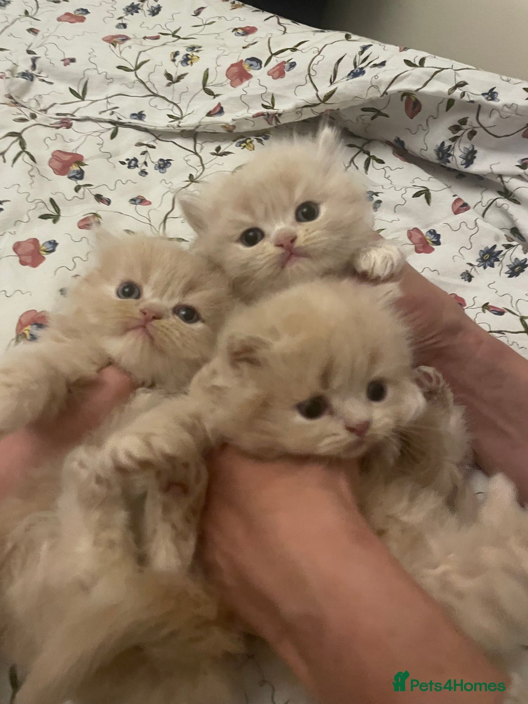 Persian cats for sale: Doll face kittens  - Image 3