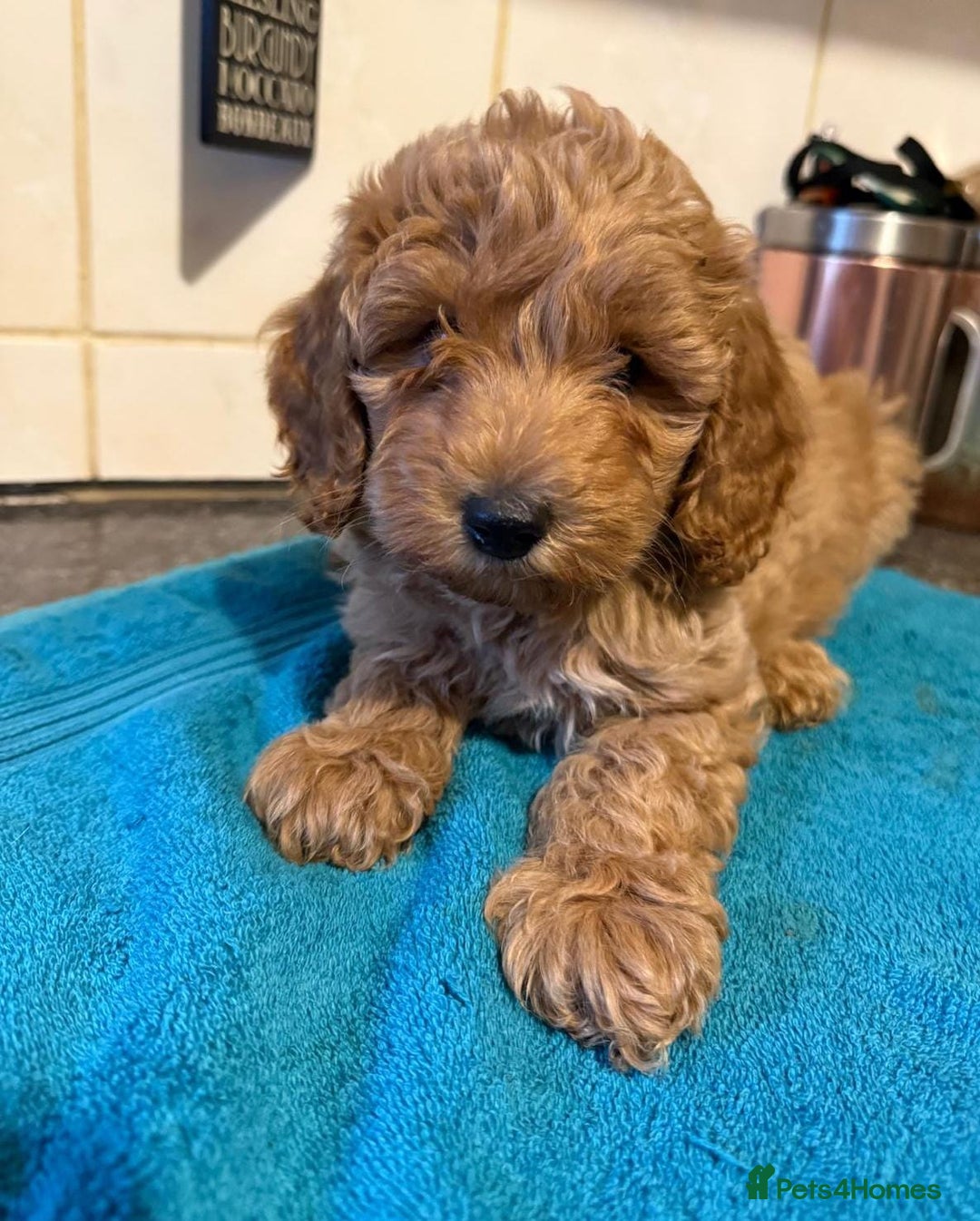 Miniature Poodle dogs for sale: Beautiful miniature poodle pups - Image 7