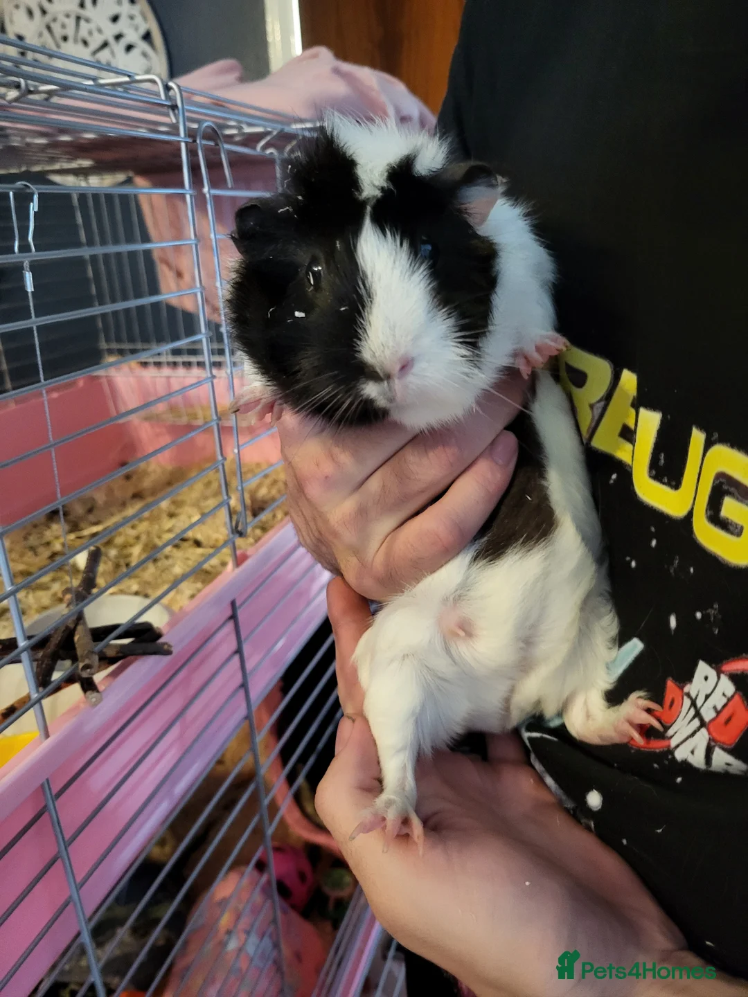 Guinea Pig rodents for sale: 1 Mum and 2 Daughters Guinea pigs in Southsea - Advert 2