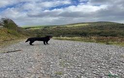 Rottweiler dogs for stud: STUD AVAILABLE “Hunter” (Rottweiler × Labrador) - Image 4