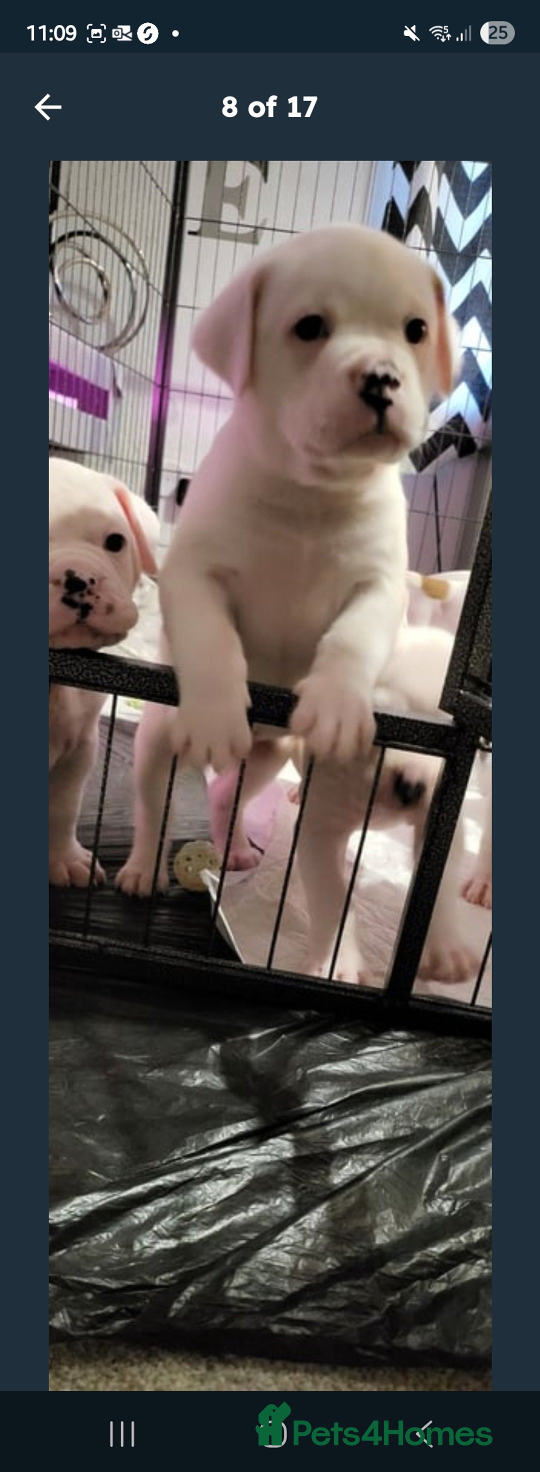 American Bulldog dogs for sale: American bulldog - Image 8