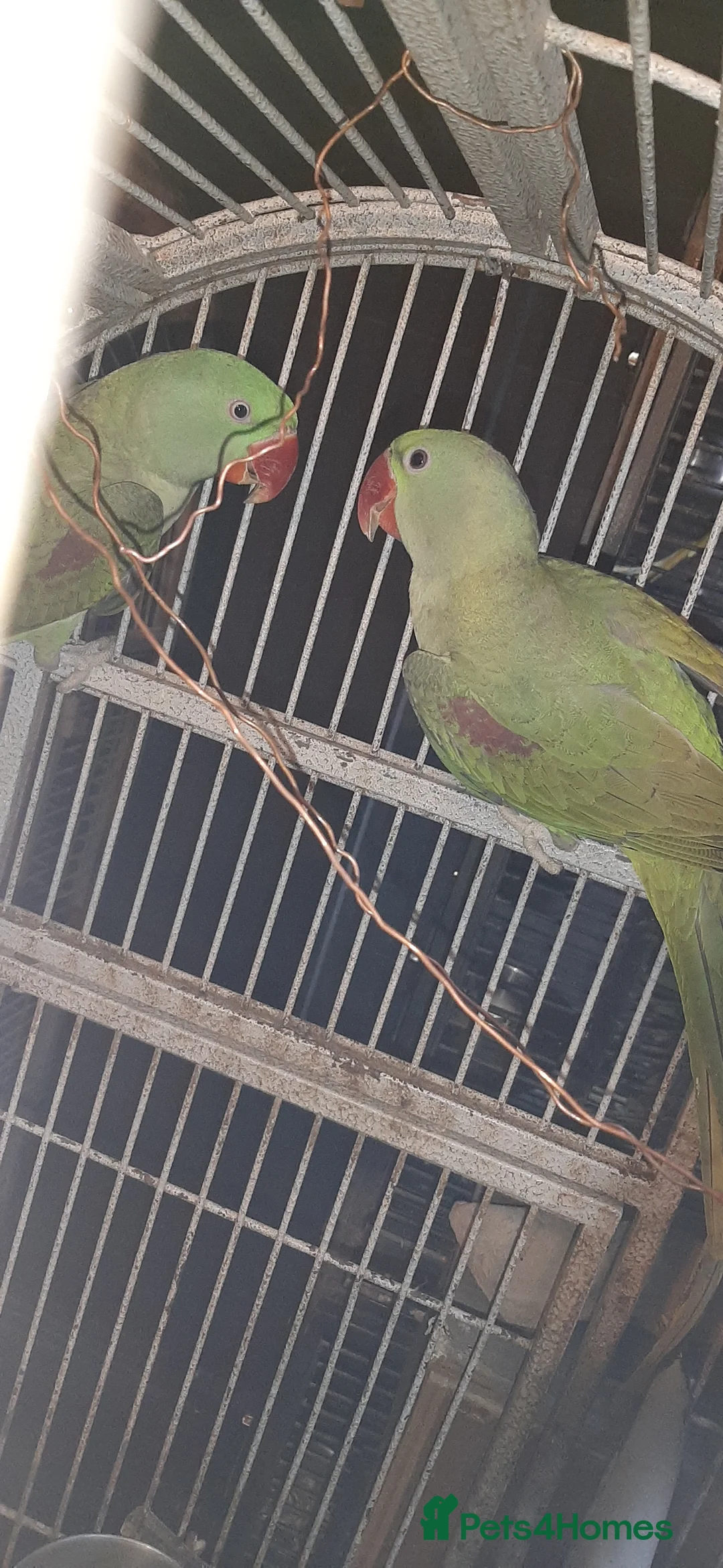 Parrots birds for sale: Alexandrine baby lovely Birds for king gifts new - Advert 3