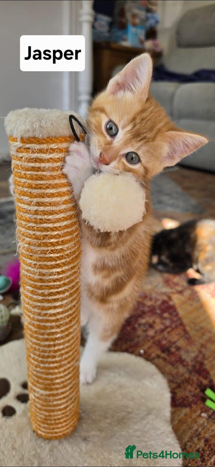 Mixed Breed cats 4 Beautiful kittens - Advert 11