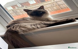 Ragdoll cats for sale: Stunning ragdoll kittens for sale  - Image 19