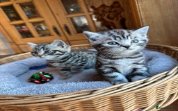 British Shorthair cats for sale: Pedigree Black Silver Tabby kittens  - Advert 12