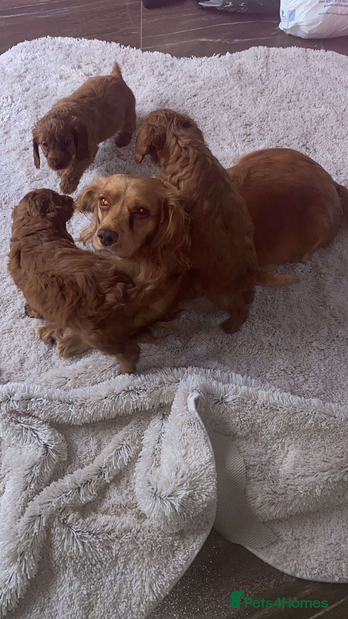 Cockapoo dogs Ready to leave cockerpoos  - Advert 16