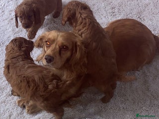 Cockapoo dogs Ready to leave cockerpoos - Advert 1