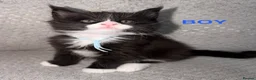 Maine Coon cats for sale: 🐾BEAUTIFUL MAINECOON KITTENS😻 3 BOYS & 2 GIRLS🐾 - Advert 27