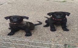 Mixed Breed dogs for sale: Labrador x german Shepherd  - Image 1
