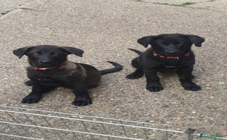 Mixed Breed dogs - Advert 2