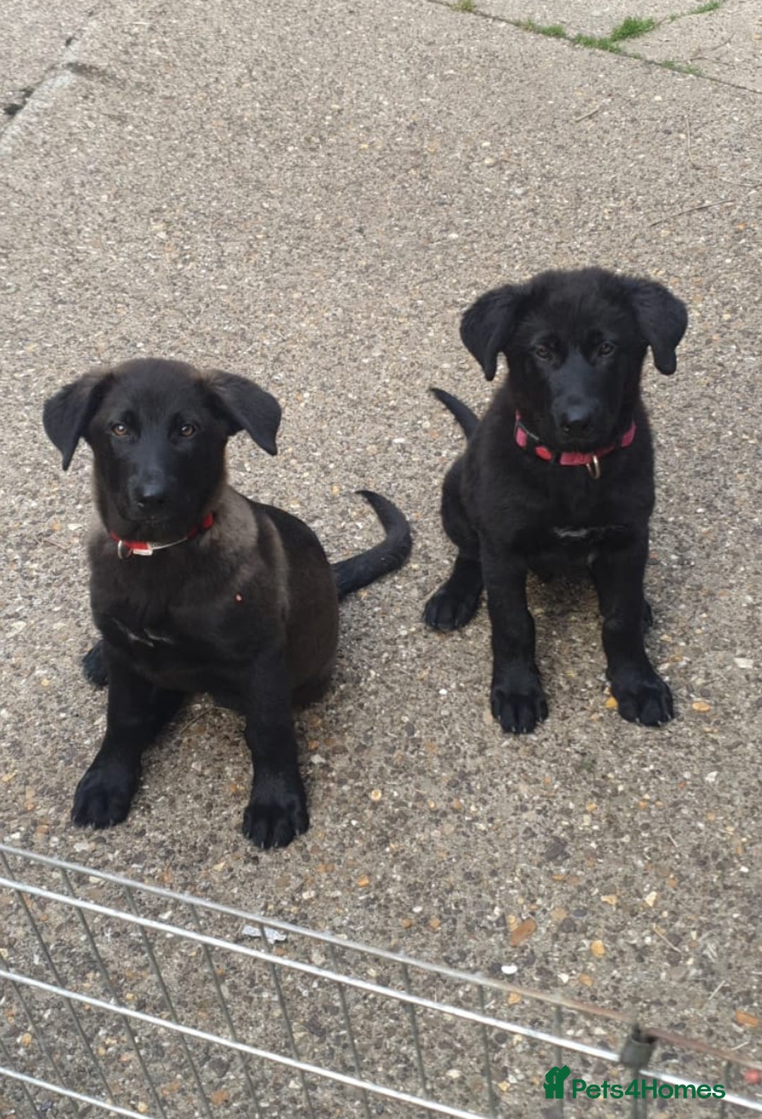 Mixed Breed dogs for sale: Labrador x german Shepherd  - Image 1