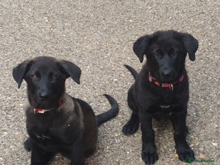 Mixed Breed dogs - Advert 31