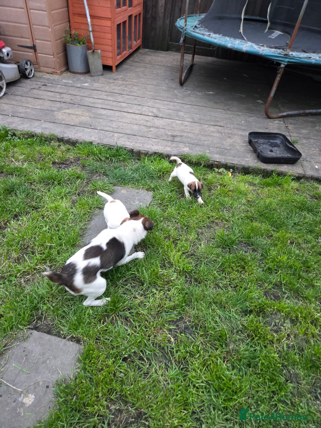 Jack Russell dogs for sale: Two lovely male Jack russel puppies  - Image 9