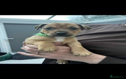 Jack Russell dogs for sale: Jack russell pups - Image 3