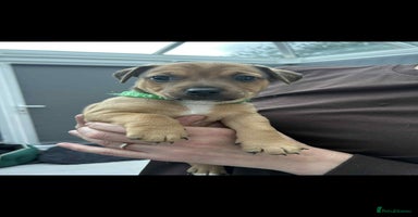 Jack Russell dogs - Advert 10