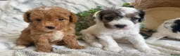 Cavapoo dogs for sale: THERAPY RAISED DNA TESTED CAVAPOOS  - Advert 1