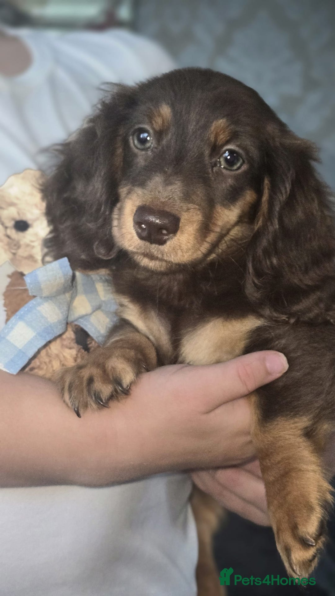 Miniature Dachshund dogs for sale: Top quality Mini long-haired dashhound, Isabella  - Image 2