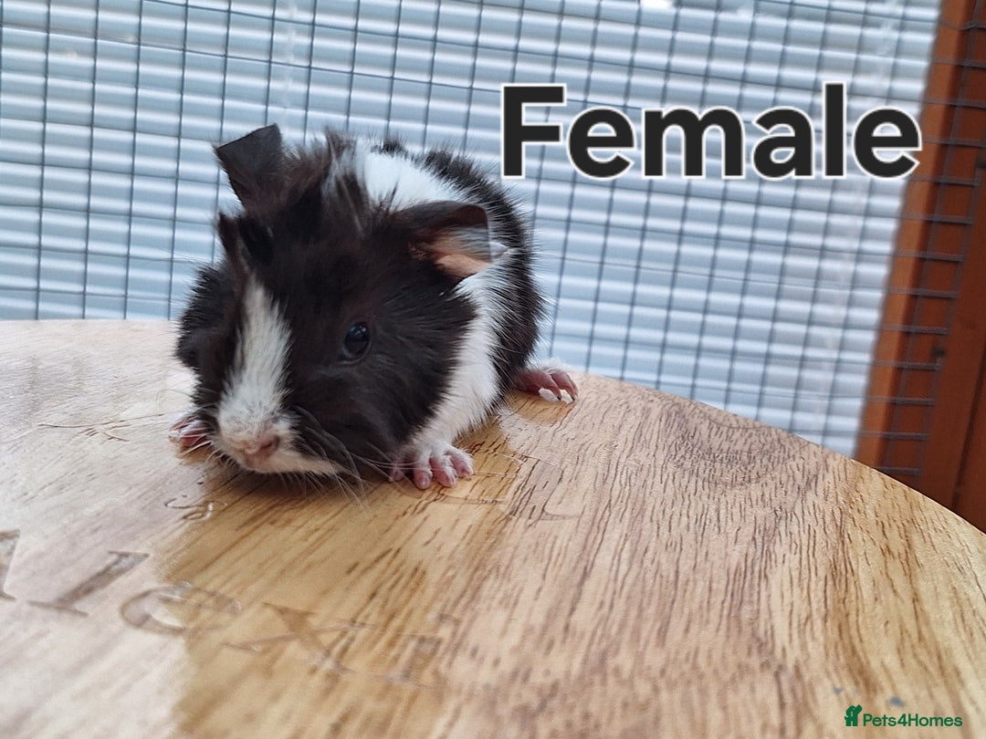 Guinea Pig rodents for sale: 2 Guinea Pig Sows - Advert 4