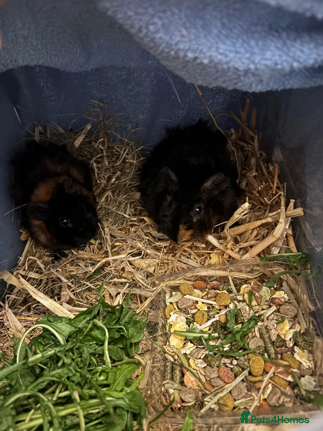 Guinea Pig rodents for sale: 2 female Guinea pigs  in Preston - Advert 1