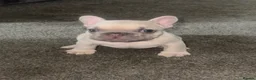 French Bulldog dogs for sale: Beautiful Frenchie boy only one @look@ - Advert 16