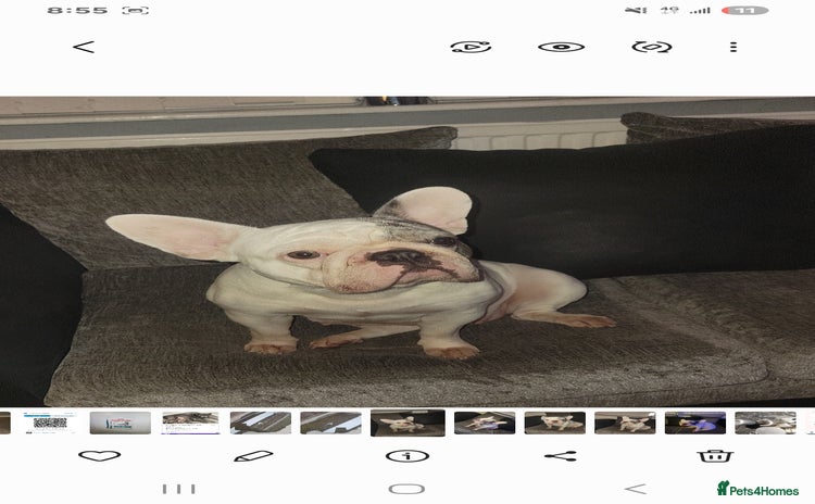 French Bulldog dogs - Advert 2