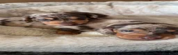 Miniature Dachshund dogs for sale: Miniature Dachshund dapple 1 boy 1 girl  in Skelmersdale - Advert 1
