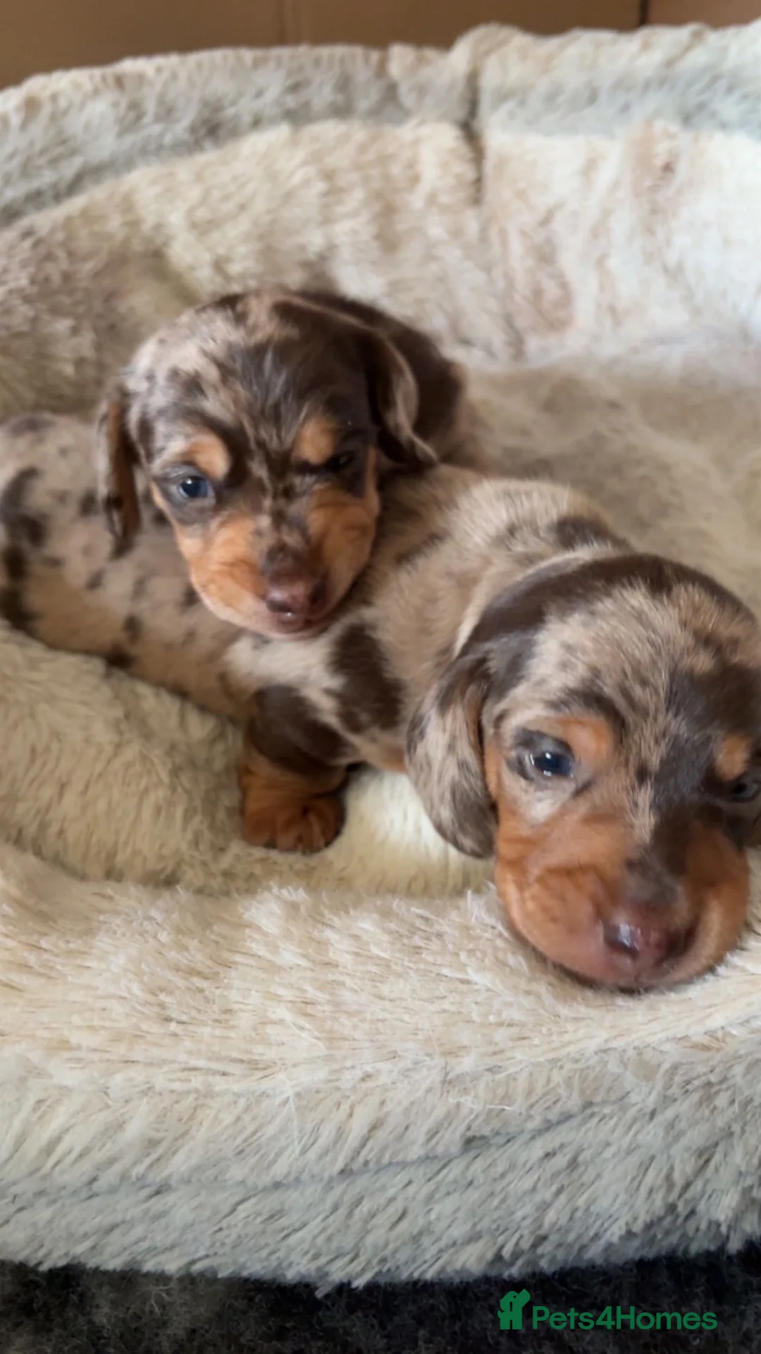 Miniature Dachshund dogs for sale: Miniature Dachshund dapple 1 boy 1 girl  in Skelmersdale - Advert 1