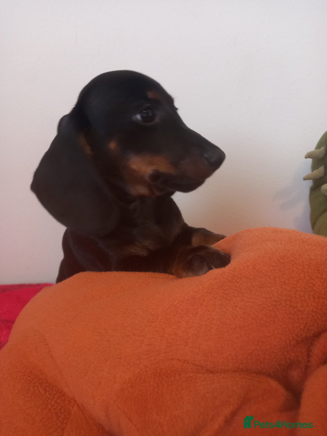 Dachshund dogs for sale: 1 male dachund pup left for sale  - Image 7
