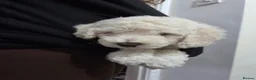 Cockapoo dogs for sale: Cockapoo puppies ready in one week - Advert 13