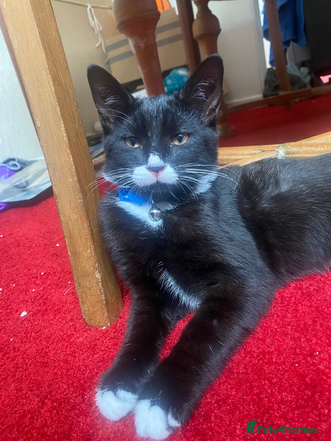Mixed Breed cats for sale: 2 bonded males needs a home asap - Image 7