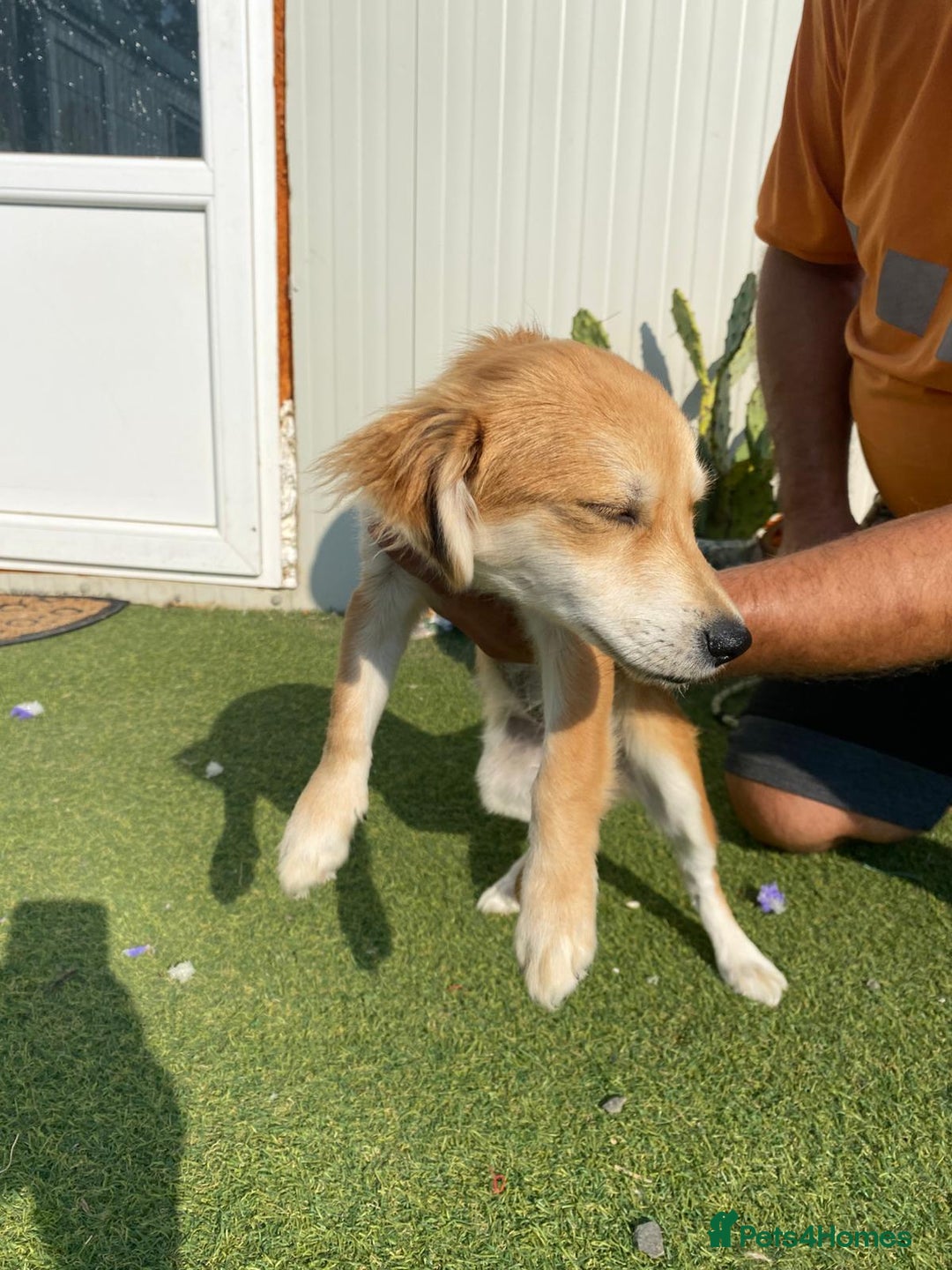 Mixed Breed dogs for adoption: Meet LOLA, a Lovely Puppy Girl - for a Loving Home - Image 2