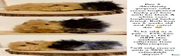 Guinea Pig rodents for sale: 4 pairs of boys and 2 pairs of girls  - Advert 12