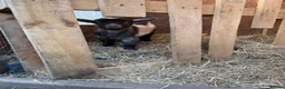 Goats livestock for sale: Baby Boy Pygmy Goat Castrated  - Advert 3