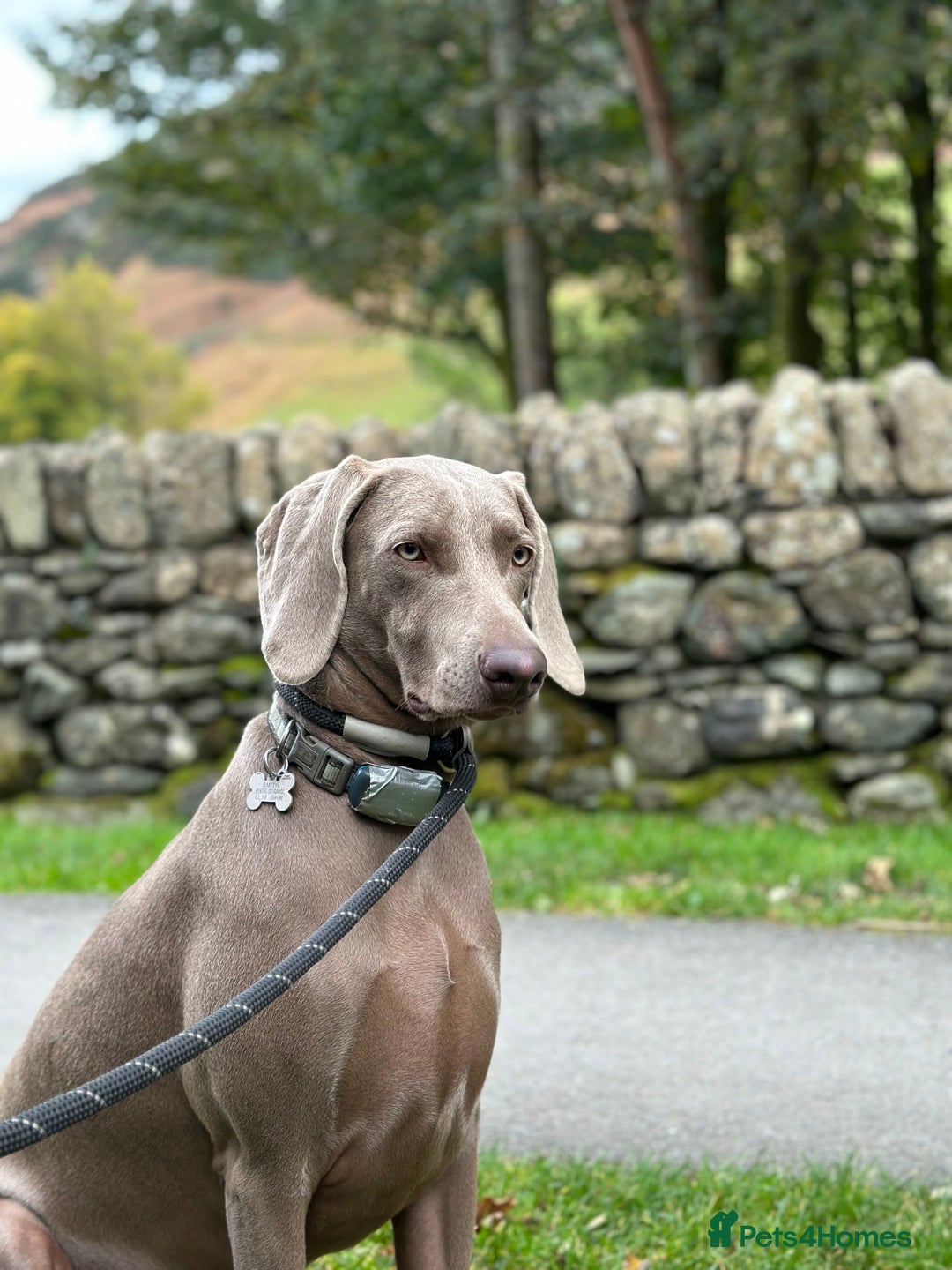 Weimaraner dogs for sale: Stunning Weimaraner pups (KC Registered pedigree)  - Image 5