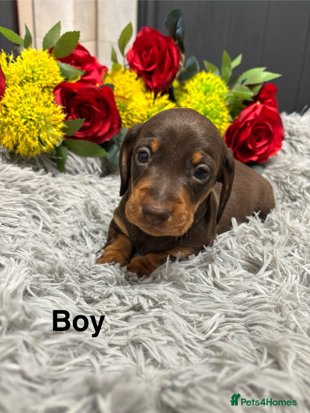 Miniature Dachshund dogs for sale: ❤️ Beautiful Dapple Miniature Dachshund babies ❤️ - Image 2