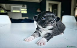 Chihuahua dogs for sale: Beautiful fluffy long haired chihuahuas - Image 10