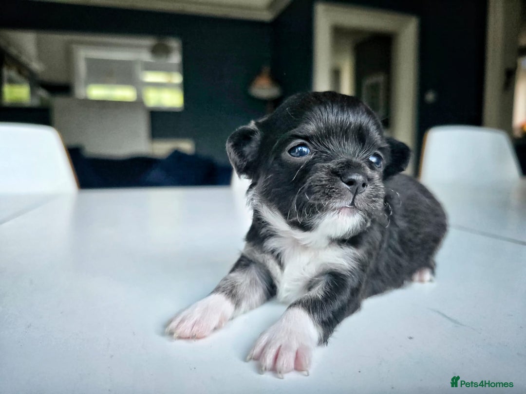Chihuahua dogs for sale: Beautiful fluffy long haired chihuahuas - Image 10
