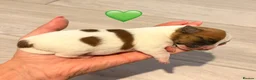 Jack Russell dogs for sale: Jack Russell Puppies 🐶  - Advert 10