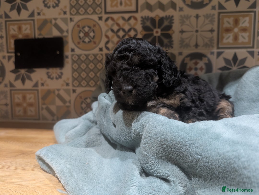 Mixed Breed dogs for sale: Stunning litter of F1B Ttoodle puppies - Advert 12