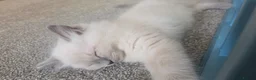 Ragdoll cats for sale: Beautiful Ragdoll kittens including Mink - Advert 15