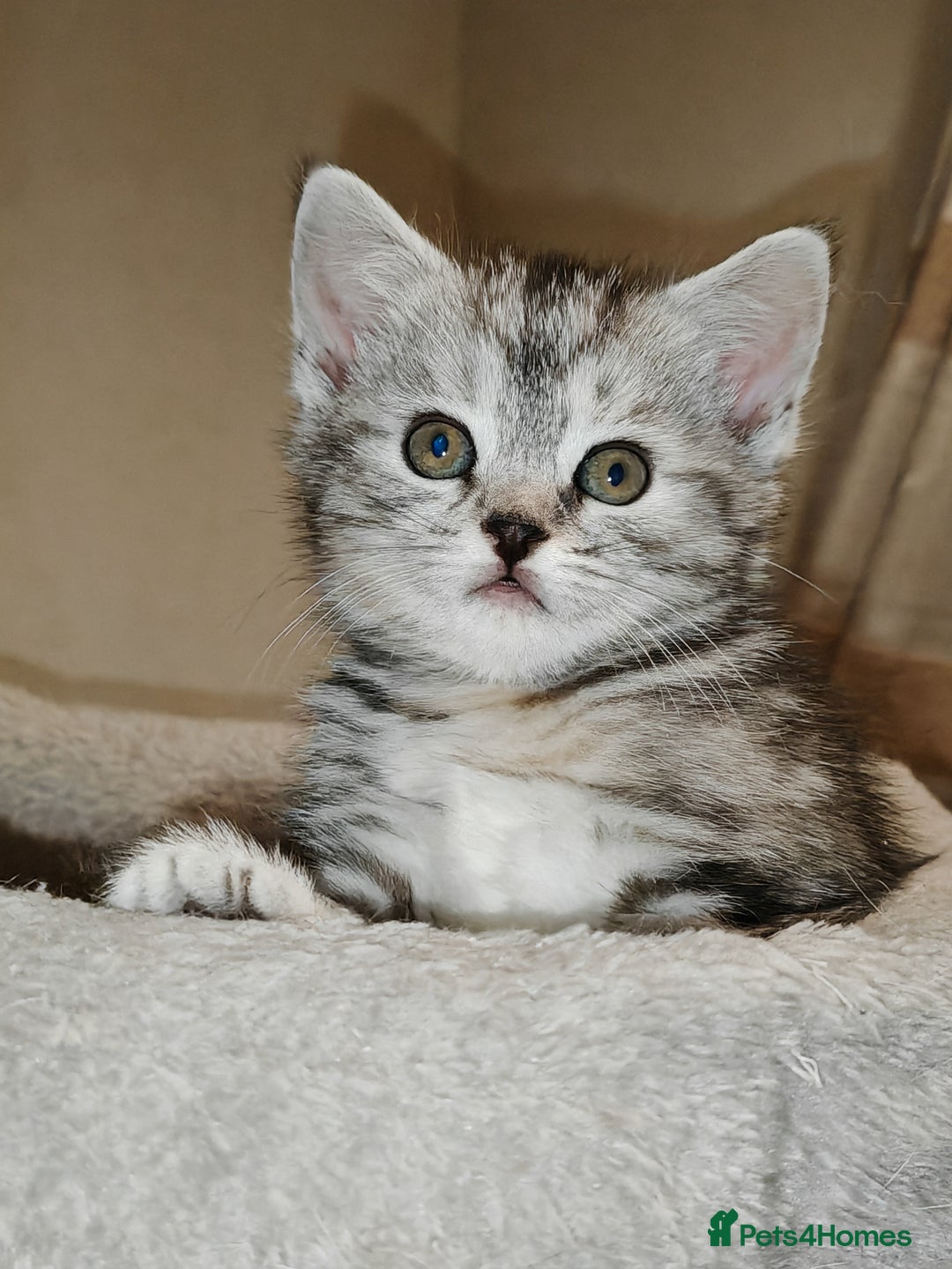 Mixed Breed cats for sale: British Shorthair Mix kittens - Ready Now - Advert 3