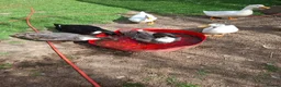 Ducks poultry for sale: 2 x Drakes and/or 8 x hens in need of a good home in Chard - Advert 4
