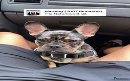 French Bulldog dogs for sale: French bulldog kc registered  - Image 1