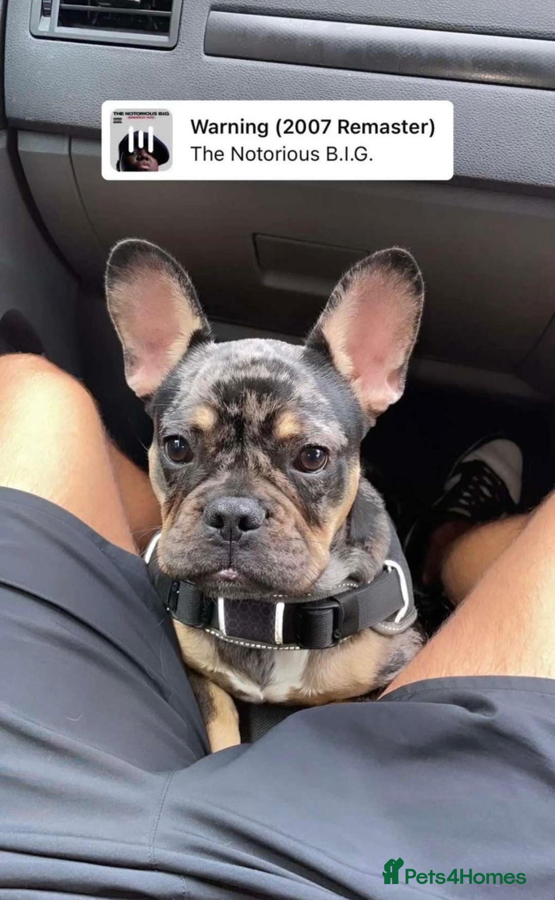 French Bulldog dogs for sale: French bulldog kc registered  - Image 1