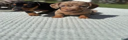 Miniature Dachshund dogs for sale: READY TO GO ! Miniature smooth haired dachshund - Advert 25