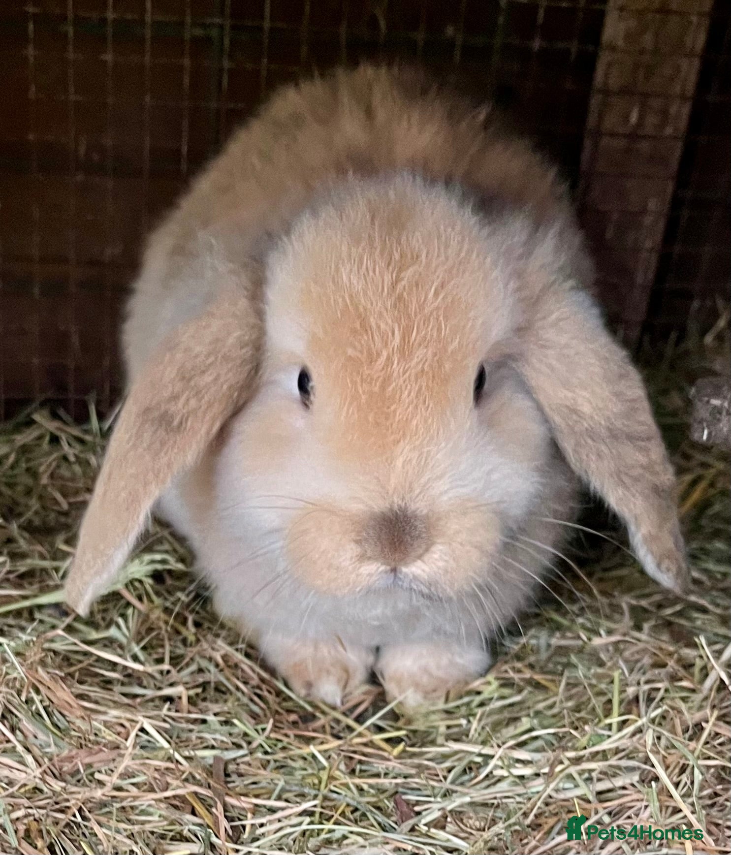 Mini Lop rabbits Mini Lop   - Advert 1