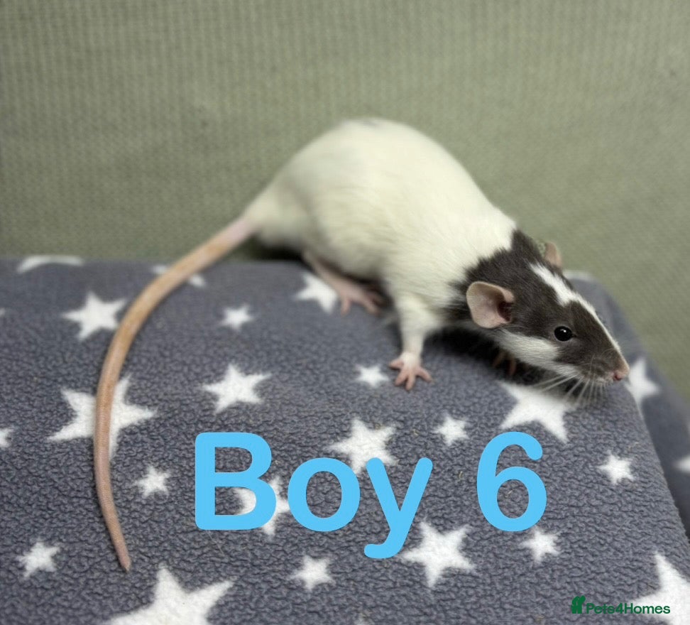 Rat rodents Super friendly baby rats  - Advert 2