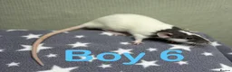 Rat rodents for sale: Super friendly baby rats  - Advert 6